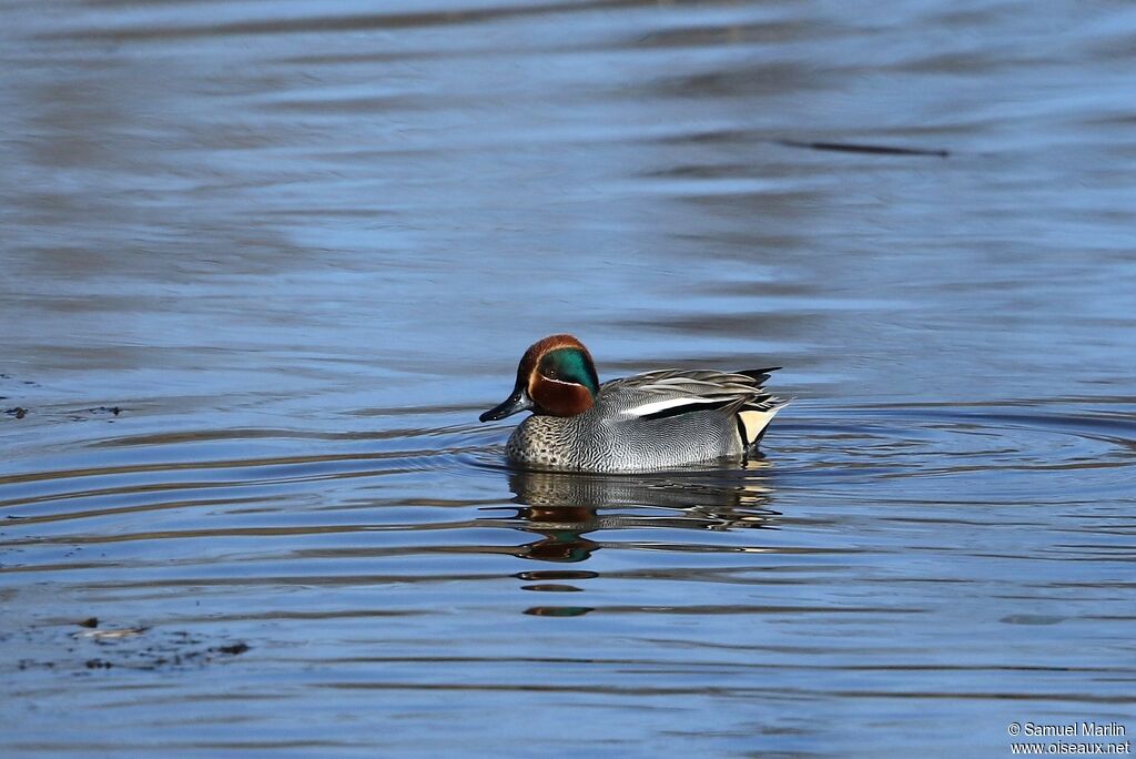 Eurasian Teal male adult