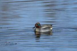 Eurasian Teal