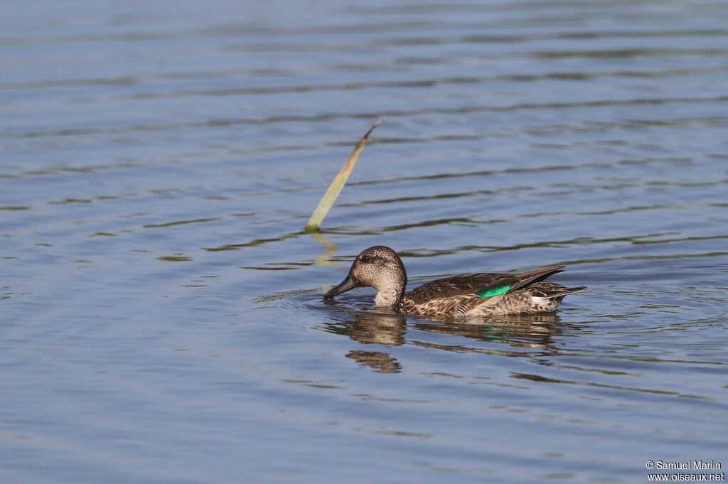 Eurasian Teal female adult