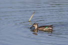 Eurasian Teal