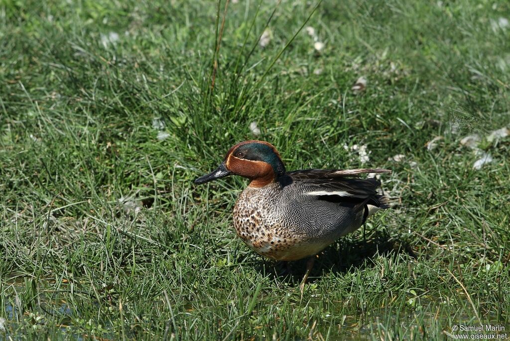 Eurasian Teal male adult