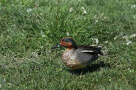 Eurasian Teal