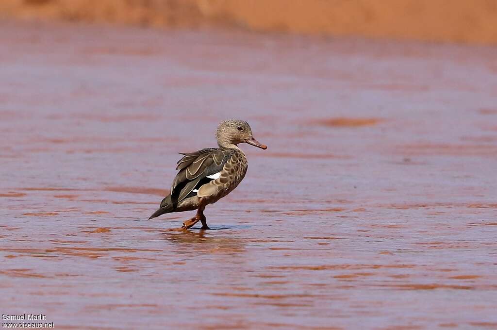 Bernier's Teal male adult, identification