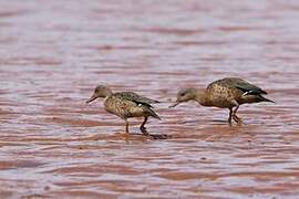 Bernier's Teal