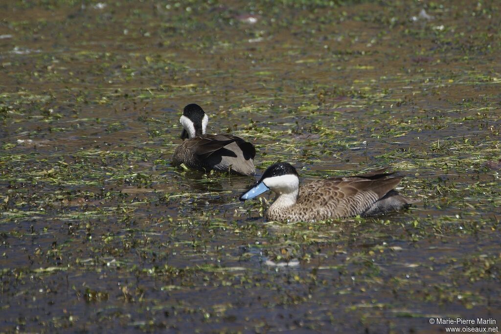 Puna Teal male adult