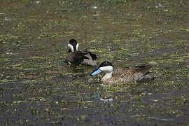 Puna Teal