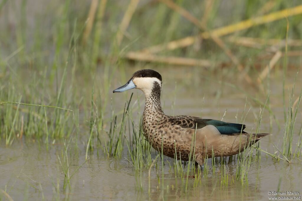 Blue-billed Tealadult