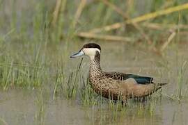 Blue-billed Teal