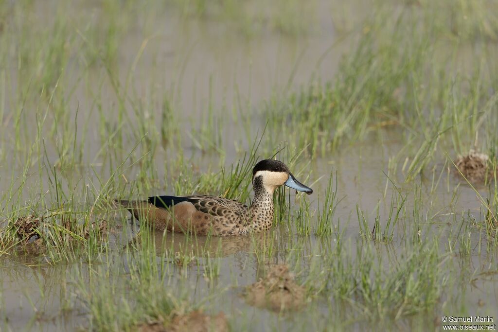 Blue-billed Tealadult