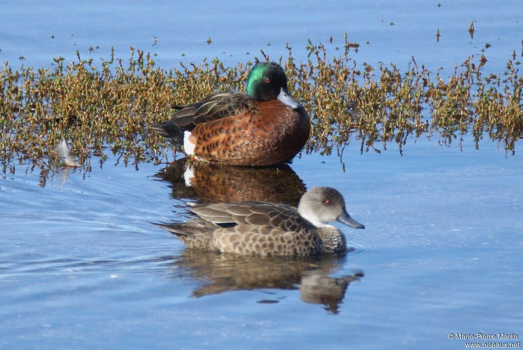 Chestnut Tealadult post breeding