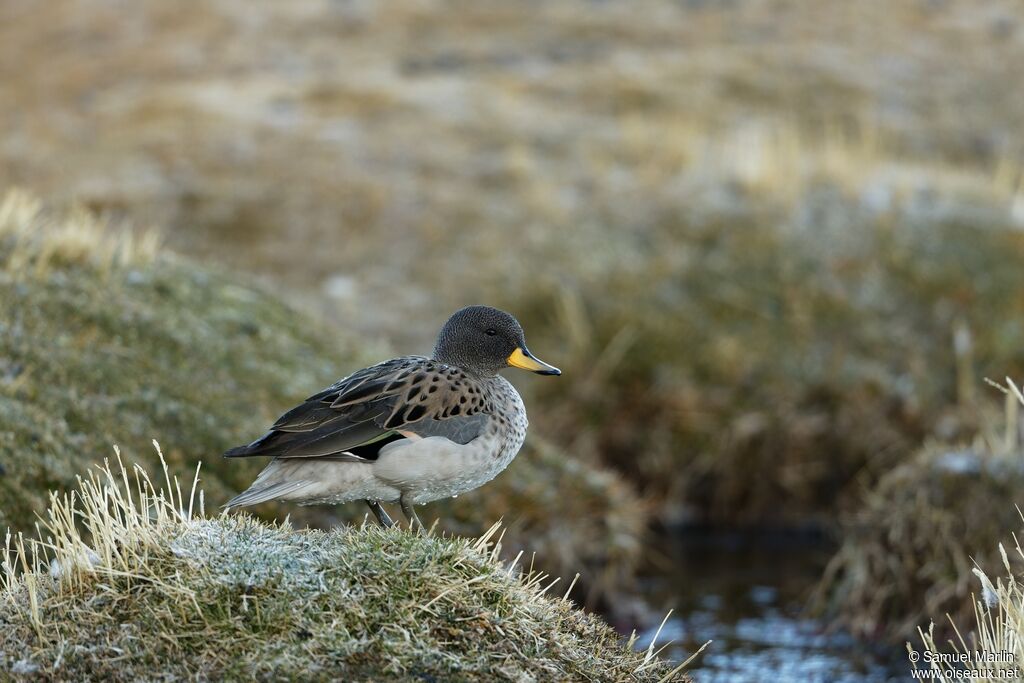 Yellow-billed Tealadult