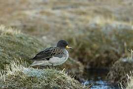 Yellow-billed Teal