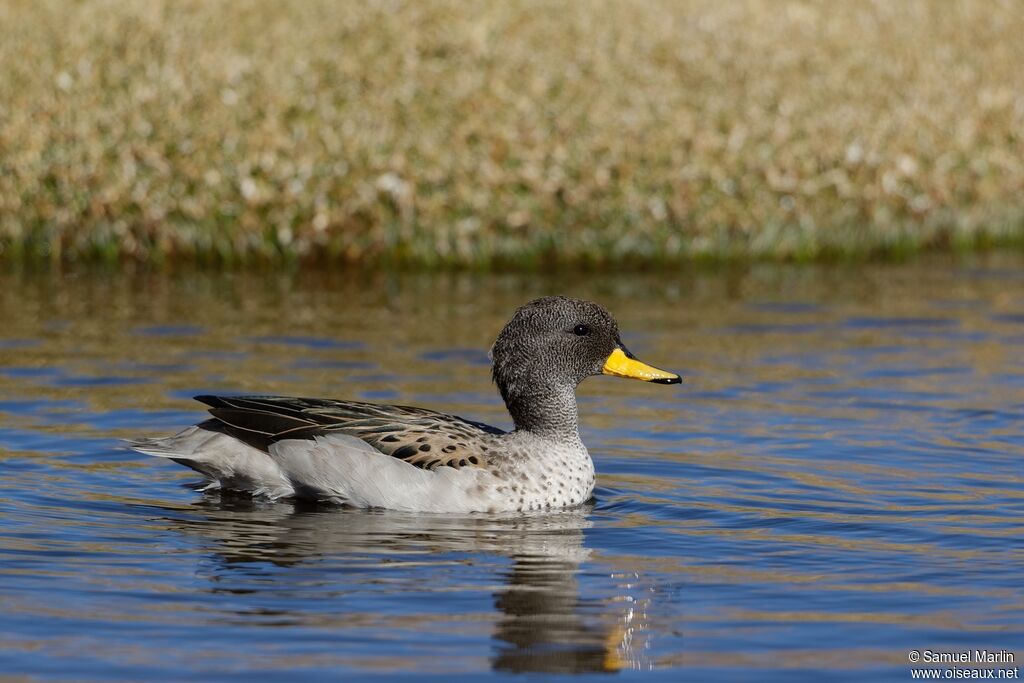 Yellow-billed Tealadult