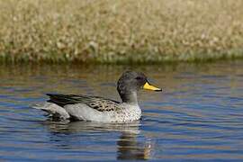 Yellow-billed Teal