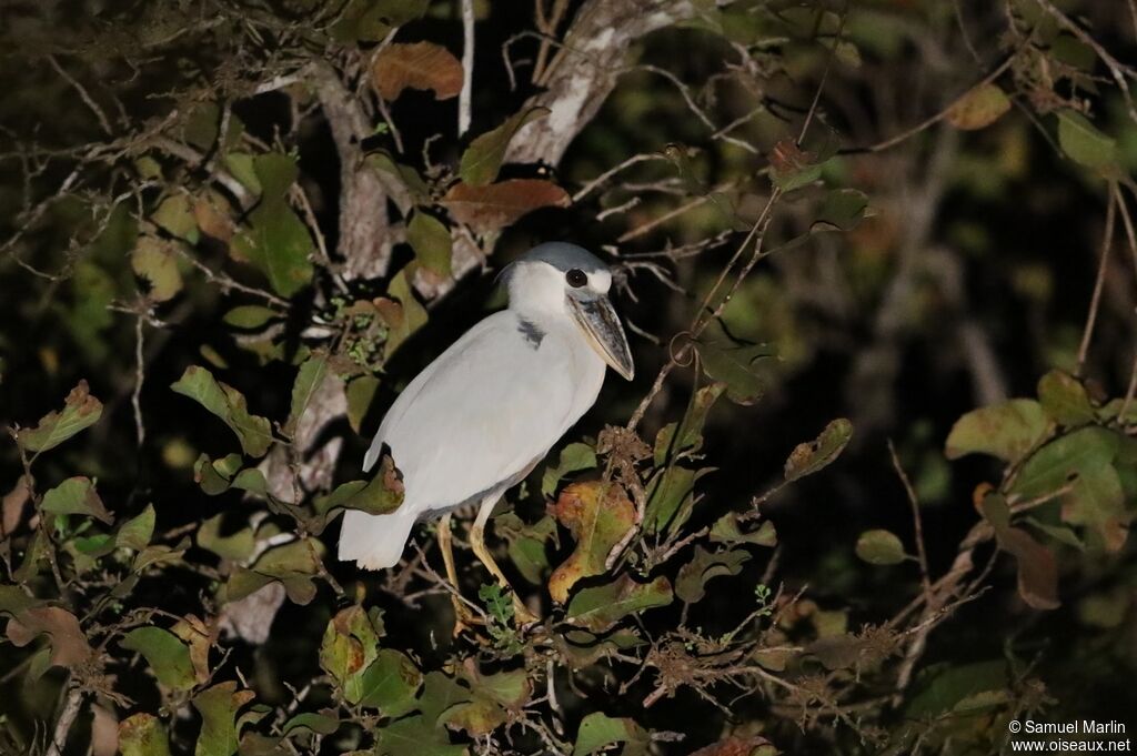 Boat-billed Heron