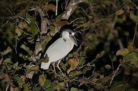 Boat-billed Heron