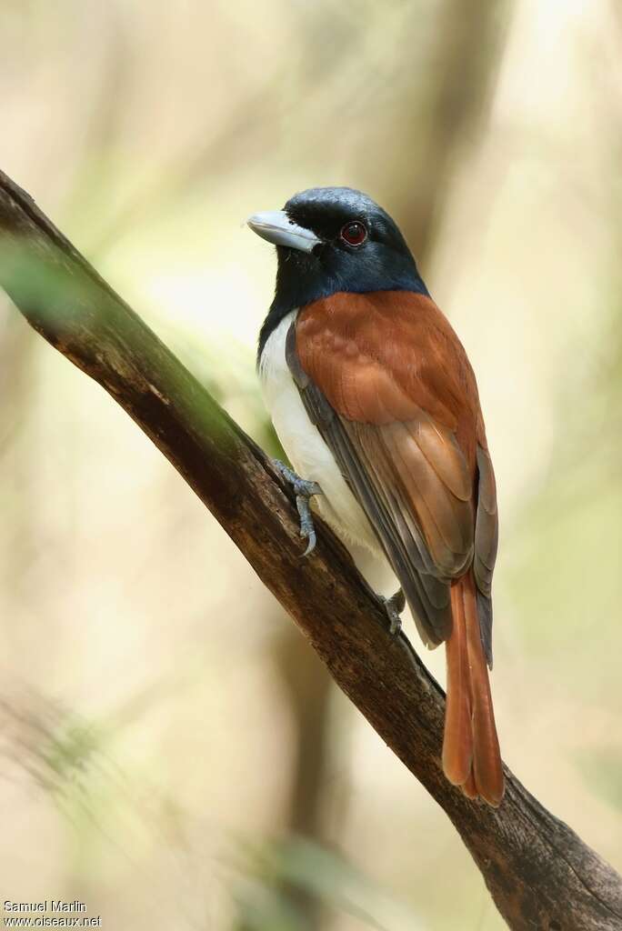 Rufous Vanga male adult