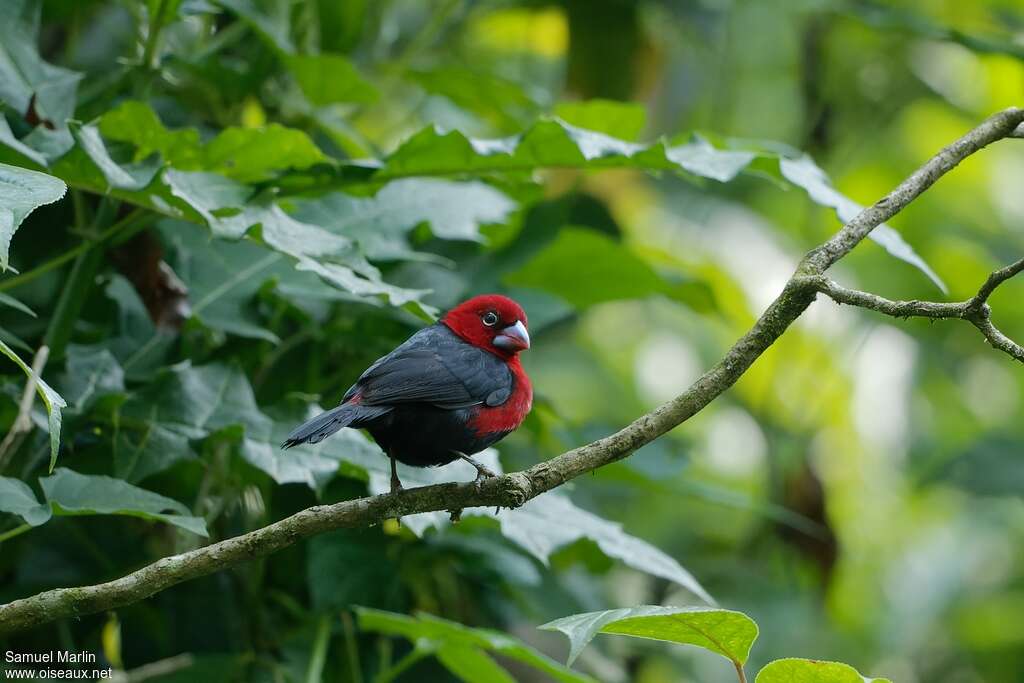 Sénégali à tête rouge mâle adulte, habitat