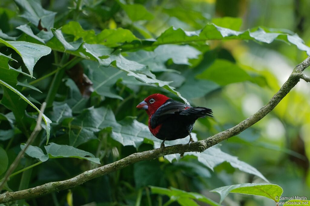 Red-headed Bluebill male adult