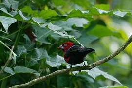 Red-headed Bluebill