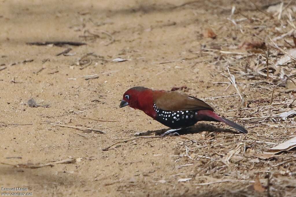 Red-throated Twinspot, identification