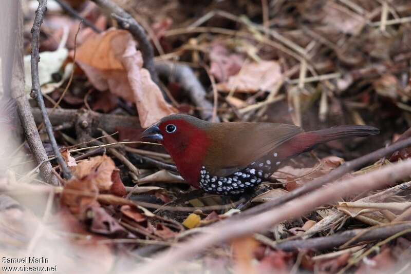 Red-throated Twinspot male adult, camouflage, pigmentation, eats