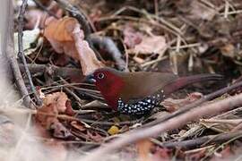 Red-throated Twinspot