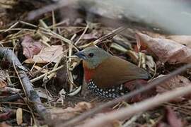 Red-throated Twinspot