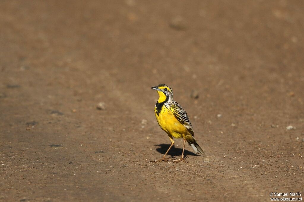 Yellow-throated Longclawadult