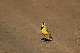 Yellow-throated Longclaw