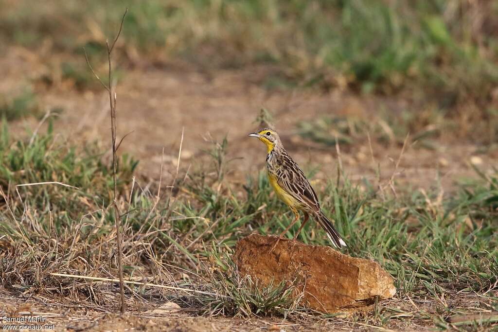 Yellow-throated Longclawadult, habitat
