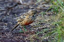 Rosy-throated Longclaw