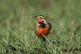 Rosy-throated Longclaw