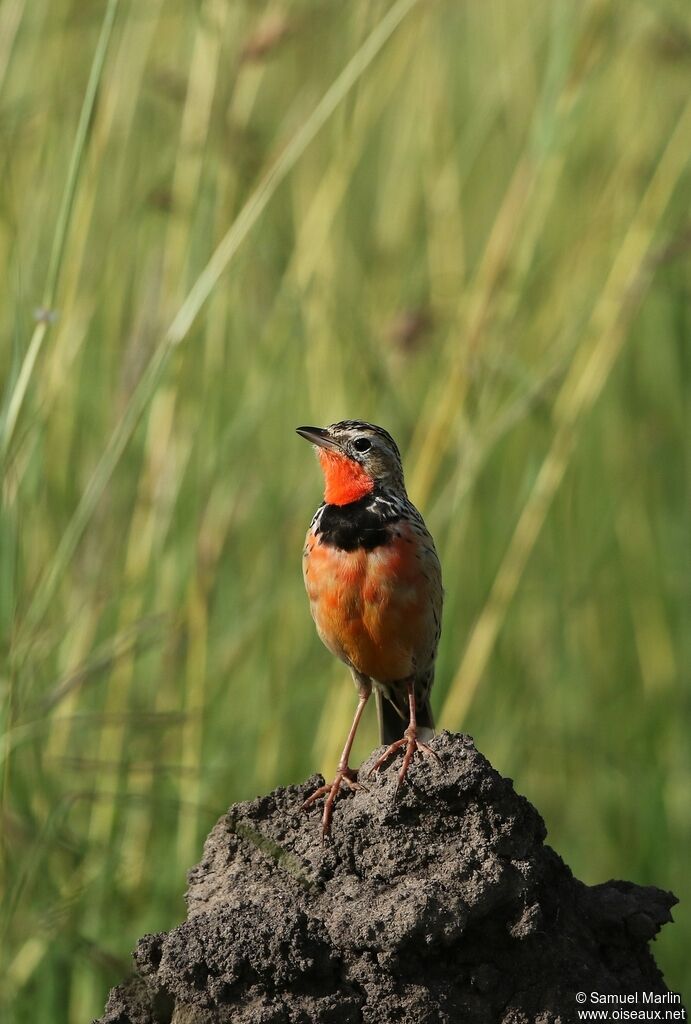 Rosy-throated Longclawadult