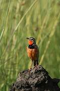 Rosy-throated Longclaw