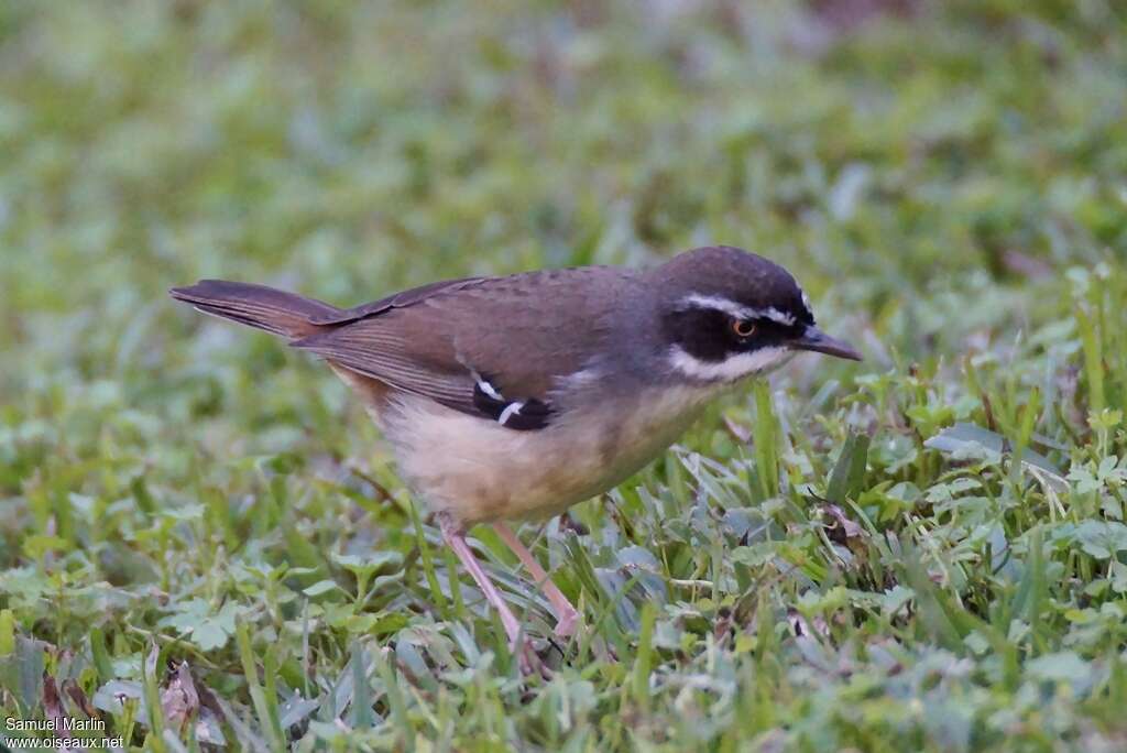 White-browed Scrubwrenadult, identification