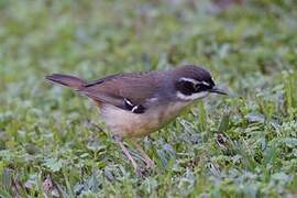 White-browed Scrubwren