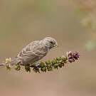 Serin à croupion blanc