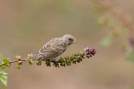 White-rumped Seedeater