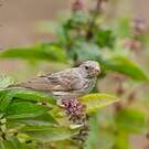 Serin à croupion blanc