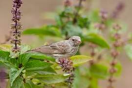 White-rumped Seedeater