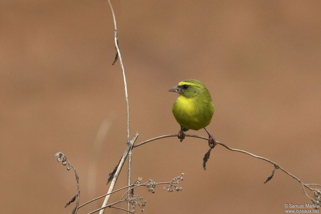 Serin à diadèmeimmature