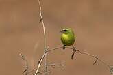 Serin à diadème