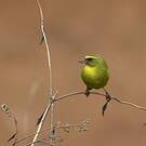 Serin à diadème