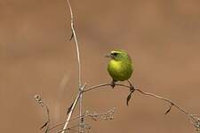 Serin à diadème