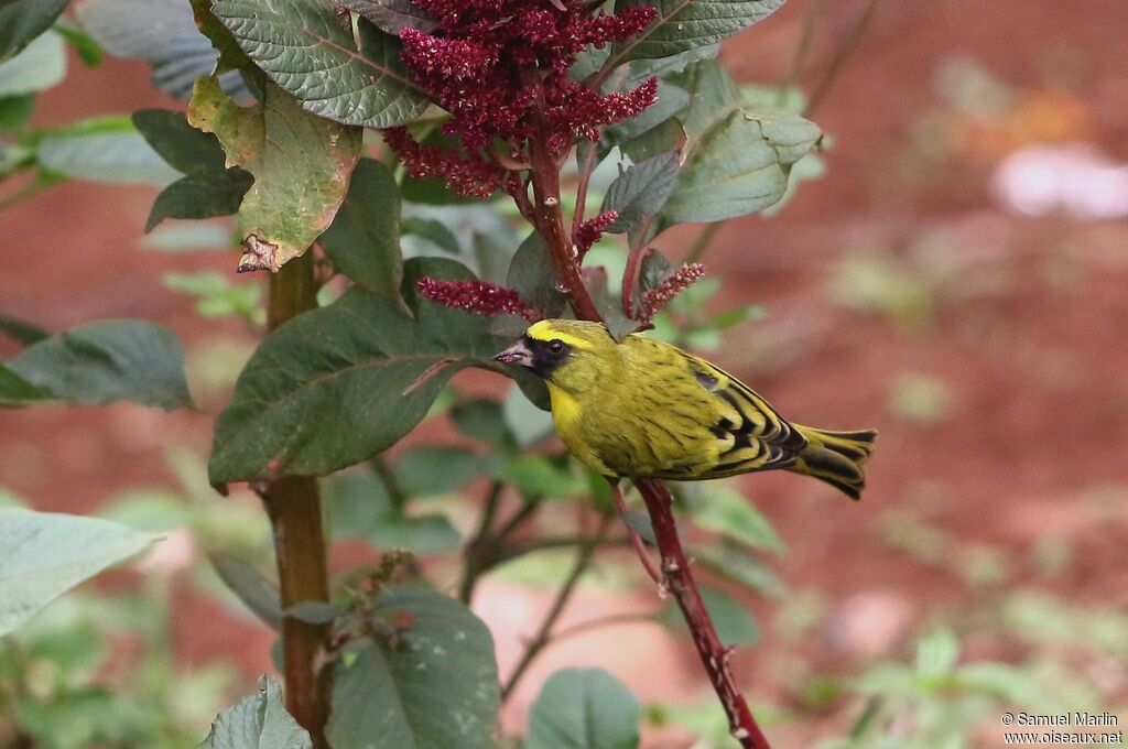 Serin à diadème mâle adulte