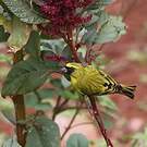 Serin à diadème