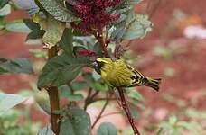 Serin à diadème