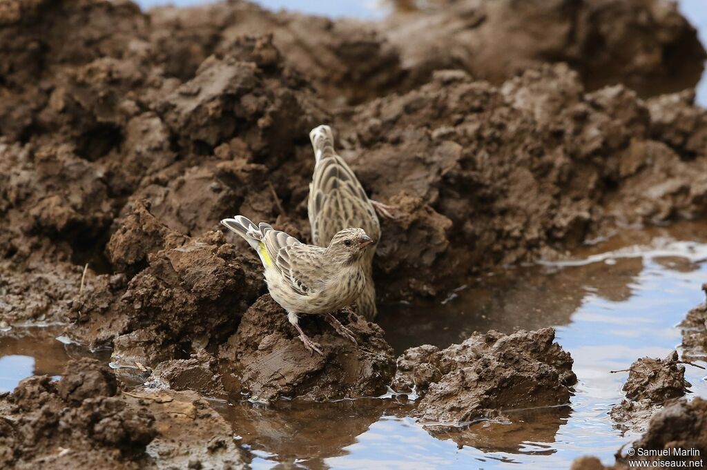 Black-throated Canary