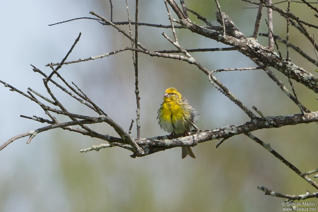 Serin ciniadulte